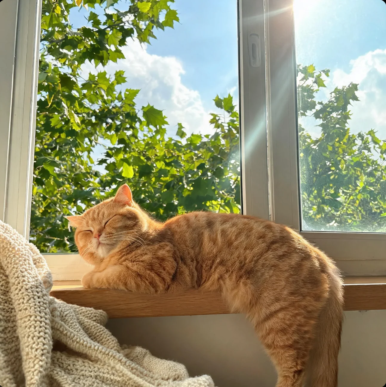 橘猫闭眼趴在洒满阳光的木窗台上,前景搭着针织毯,窗外可见绿树与蓝天。